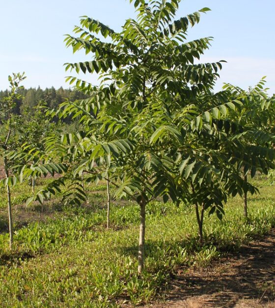 Mandžuuria pähklipuu